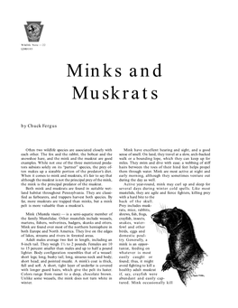 Mink and Muskrats