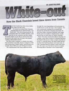 How the Black Charolais Breed Blew Down from Canada