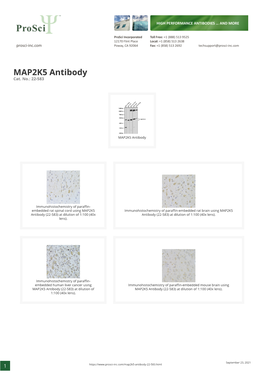 MAP2K5 Antibody Cat
