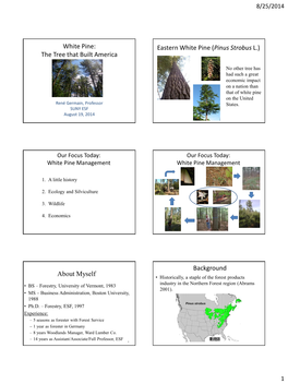 Our Focus Today: White Pine Management White Pine Management