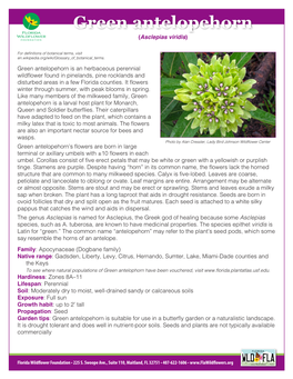 Green Antelopehorn (Asclepias Viridis)