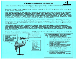 Characteristics of Storks