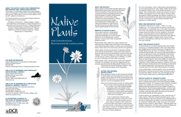 Coastal Plain Native Plants