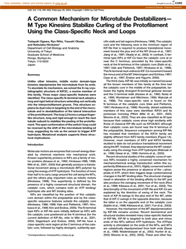 M Type Kinesins Stabilize Curling of the Protofilament Using the Class-Specific Neck and Loops