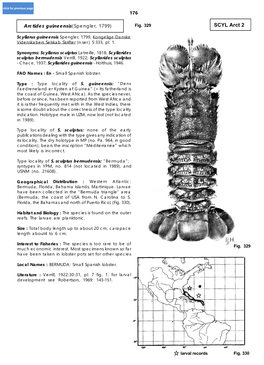 Arctides Guineensis Arctides Regalis