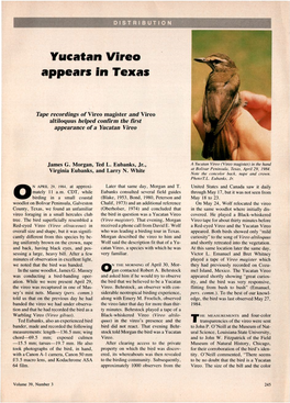 Yucatan Vireo Appears in Texas