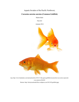 Carassius Auratus Auratus (Common Goldfish)