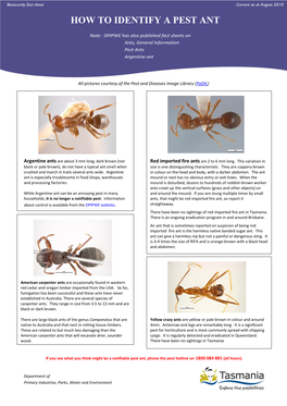 How to Identify a Pest Ant