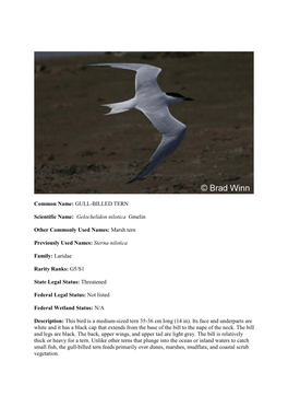 Common Name: GULL-BILLED TERN Scientific Name: Gelochelidon Nilotica Gmelin Other Commonly Used Names: Marsh Tern Previously