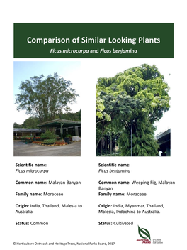 Comparison of Similar Looking Plants Ficus Microcarpa and Ficus Benjamina