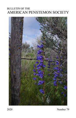 Penstemon × Jonesii Jones’ Penstemon