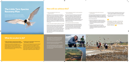 LIFE Little Tern Species Recovery Plan