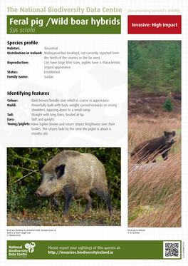 Feral Pig /Wild Boar Hybrids Boar /Wild Pig Feral