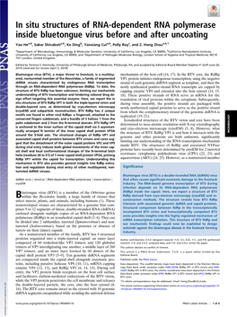 In Situ Structures of RNA-Dependent RNA Polymerase Inside Bluetongue Virus Before and After Uncoating