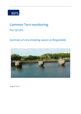 Common Tern Monitoring