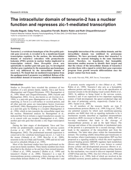 The Intracellular Domain of Teneurin-2 Has a Nuclear Function and Represses Zic-1-Mediated Transcription