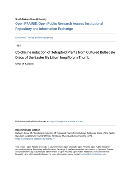 Colchicine Induction of Tetraploid Plants from Cultured Bulbscale Discs of the Easter Lily Lilium Longiflorum Thumb