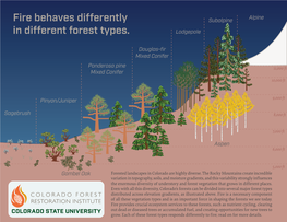 Fire Behaves Differently in Different Forest Types