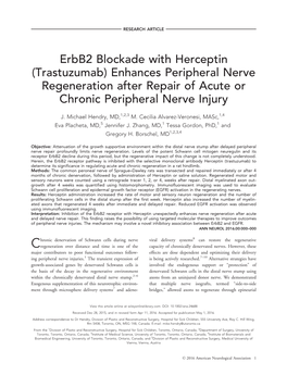 Herceptin Enhances Nerve Regeneration Following Acute and Chronic Denervation