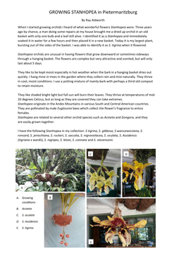 GROWING STANHOPEA in Pietermaritzburg