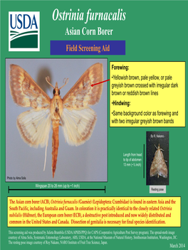 Ostrinia Furnacalis Asian Corn Borer Field Screening Aid