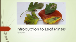 Introduction to Leaf Miners Lepidoptera