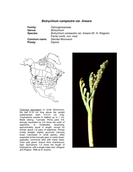 Botrychium Campestre Var. Lineare