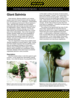 Giant Salvinia: APHIS Weed Alert