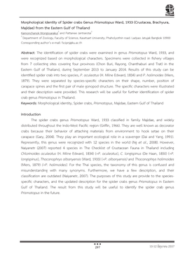 Morphological Identity of Spider Crabs Genus Prismatopus Ward, 1933 (Crustacea, Brachyura, Majidae) from the Eastern Gulf Of