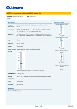 NDOR1 Monoclonal Antibody (M01A), Clone 3A11