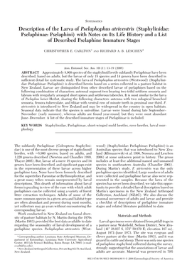 Staphylinidae: Pselaphinae: Pselaphini) with Notes on Its Life History and a List of Described Pselaphine Immature Stages