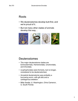 Roots Deuterostomes