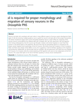 Sli Is Required for Proper Morphology and Migration of Sensory Neurons in the Drosophila PNS Madison Gonsior and Afshan Ismat*