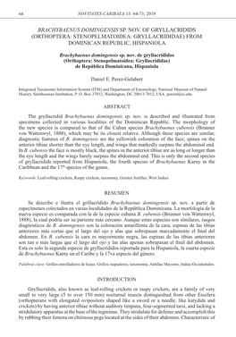 Brachybaenus Domingensis Sp. Nov. of Gryllacridids (Orthoptera: Stenopelmatoidea: Gryllacrididae) from Dominican Republic, Hispaniola