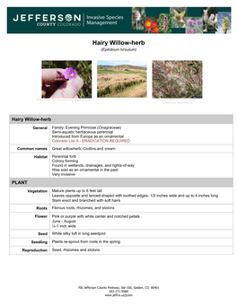 Information Sheet on Hairy Willow-Herb