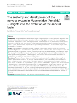 The Anatomy and Development of the Nervous System in Magelonidae