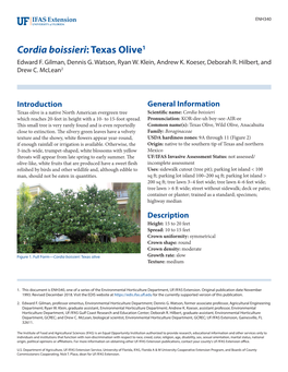 Cordia Boissieri: Texas Olive1 Edward F