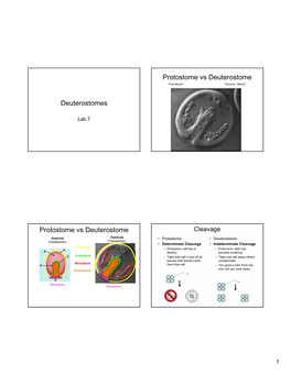 Deuterostomes Protostome Vs Deuterostome Protostome