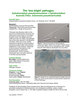 The 'Box Blight' Pathogen