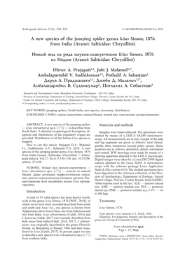 A New Species of the Jumping Spider Genus Icius Simon, 1876 from India (Aranei: Salticidae: Chrysillini)