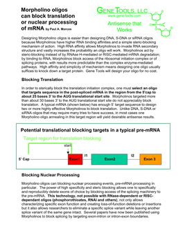 Morpholino Oligos Can Block Translation Or Nuclear Processing