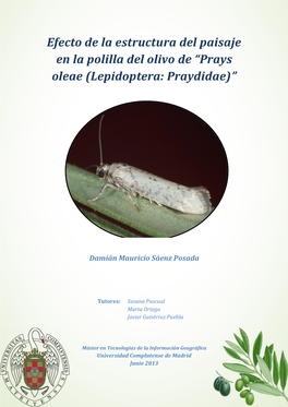 Efecto De La Estructura Del Paisaje En La Polilla Del Olivo De “Prays Oleae (Lepidoptera: Praydidae)”