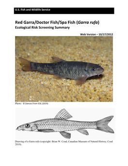 Red Garra/Doctor Fish/Spa Fish (Garra Rufa) Ecological Risk Screening Summary