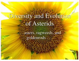 Diversity and Evolution of Asterids