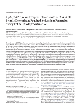 Renin Receptor Interacts with Par3 As a Cell Polarity Determinant Required for Laminar Formation During Retinal Development in Mice