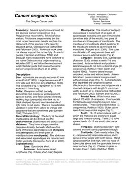 Cancer Oregonensis Class: Malacostraca Order: Decapoda the Oregon Cancer Crab Section: Brachyura Family: Cancridae