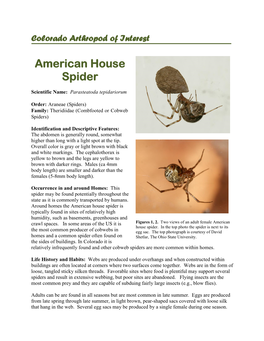 American House Spider