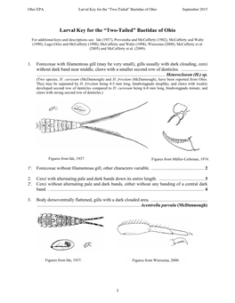 Larval Key for the “Two-Tailed” Baetidae of Ohio September 2015