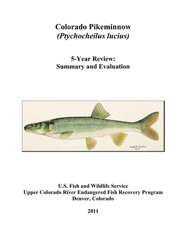 Colorado Pikeminnow (Ptychocheilus Lucius)