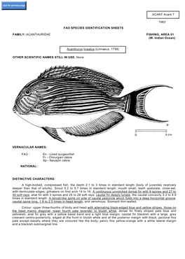 Acanthurus Lineatus (Linnaeus, 1758)